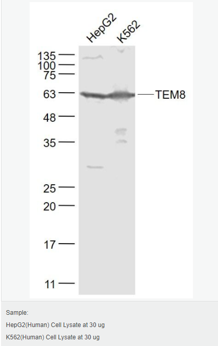 6052a7bb01323.png image.png