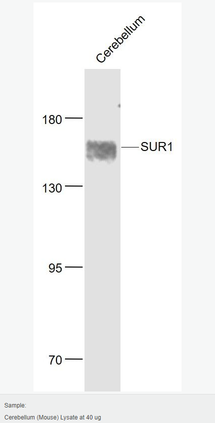 605c2e187ceeb.png image.png