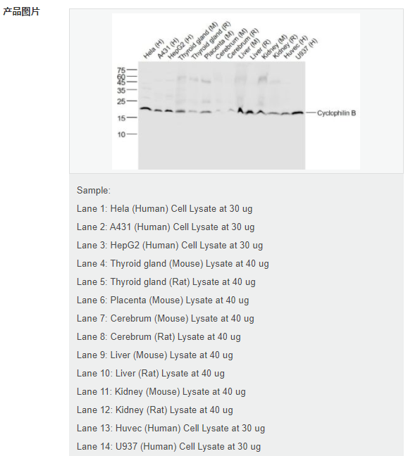 6079207c023d6.png image.png