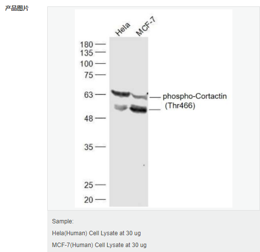 60794703e6880.png image.png